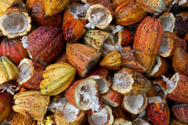 Discover the magic behind ancient superfood -- cacao