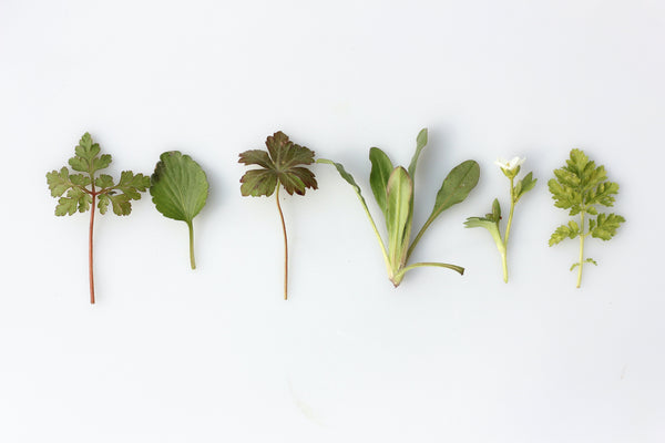 The antiviral herbs you should be taking (and how to make your own herbal infusion)